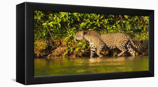 Brazil. A female jaguar hunting along the banks of a river in the Pantanal-Ralph H. Bendjebar-Framed Premier Image Canvas