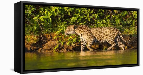 Brazil. A female jaguar hunting along the banks of a river in the Pantanal-Ralph H. Bendjebar-Framed Premier Image Canvas