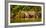 Brazil. A female jaguar hunting along the banks of a river in the Pantanal-Ralph H. Bendjebar-Framed Photographic Print