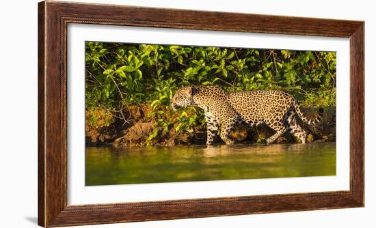 Brazil. A female jaguar hunting along the banks of a river in the Pantanal-Ralph H. Bendjebar-Framed Photographic Print