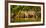 Brazil. A female jaguar hunting along the banks of a river in the Pantanal-Ralph H. Bendjebar-Framed Photographic Print