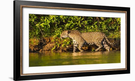 Brazil. A female jaguar hunting along the banks of a river in the Pantanal-Ralph H. Bendjebar-Framed Photographic Print