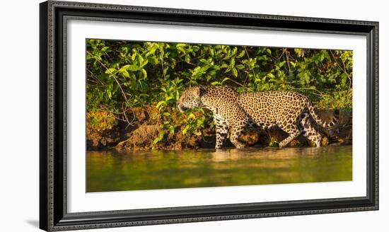 Brazil. A female jaguar hunting along the banks of a river in the Pantanal-Ralph H. Bendjebar-Framed Photographic Print