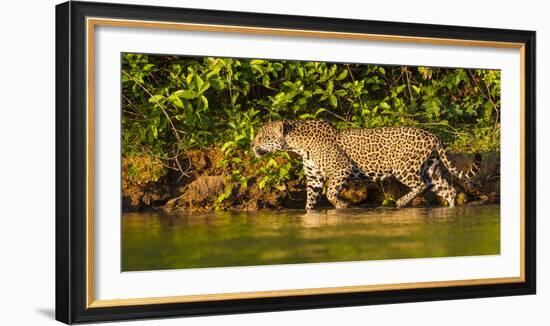 Brazil. A female jaguar hunting along the banks of a river in the Pantanal-Ralph H. Bendjebar-Framed Photographic Print