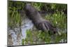 Brazil. A giant anteater in the Pantanal.-Ralph H. Bendjebar-Mounted Photographic Print