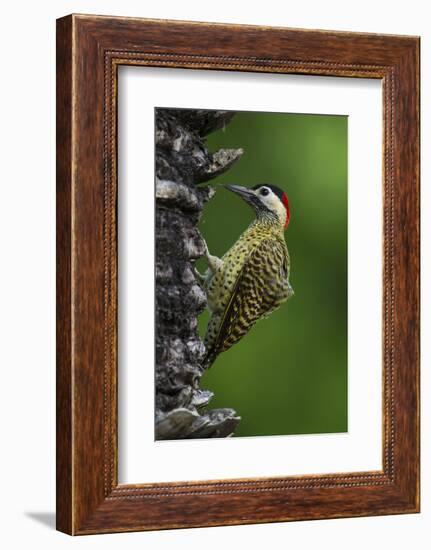 Brazil. A green-barred woodpecker in the Pantanal.-Ralph H. Bendjebar-Framed Photographic Print