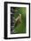 Brazil. A green-barred woodpecker in the Pantanal.-Ralph H. Bendjebar-Framed Photographic Print