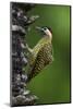 Brazil. A green-barred woodpecker in the Pantanal.-Ralph H. Bendjebar-Mounted Photographic Print