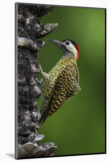 Brazil. A green-barred woodpecker in the Pantanal.-Ralph H. Bendjebar-Mounted Photographic Print