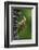 Brazil. A green-barred woodpecker in the Pantanal.-Ralph H. Bendjebar-Framed Photographic Print