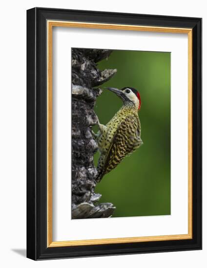 Brazil. A green-barred woodpecker in the Pantanal.-Ralph H. Bendjebar-Framed Photographic Print