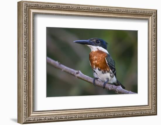 Brazil. A Green kingfisher in the Pantanal.-Ralph H. Bendjebar-Framed Photographic Print