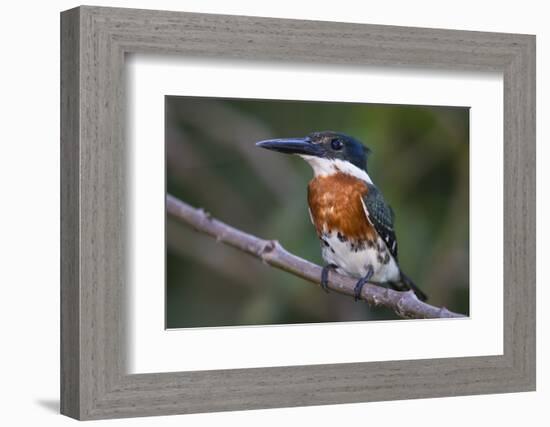 Brazil. A Green kingfisher in the Pantanal.-Ralph H. Bendjebar-Framed Photographic Print