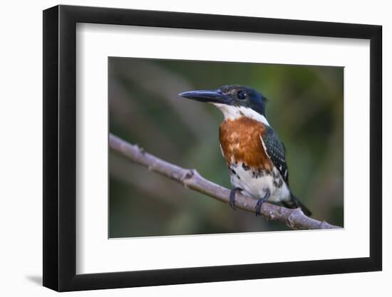 Brazil. A Green kingfisher in the Pantanal.-Ralph H. Bendjebar-Framed Photographic Print