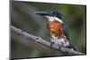 Brazil. A Green kingfisher in the Pantanal.-Ralph H. Bendjebar-Mounted Photographic Print