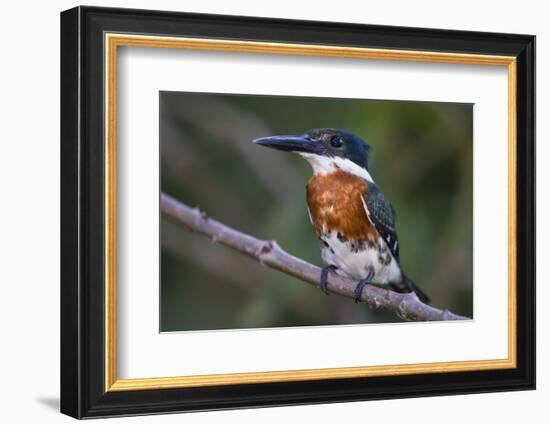 Brazil. A Green kingfisher in the Pantanal.-Ralph H. Bendjebar-Framed Photographic Print