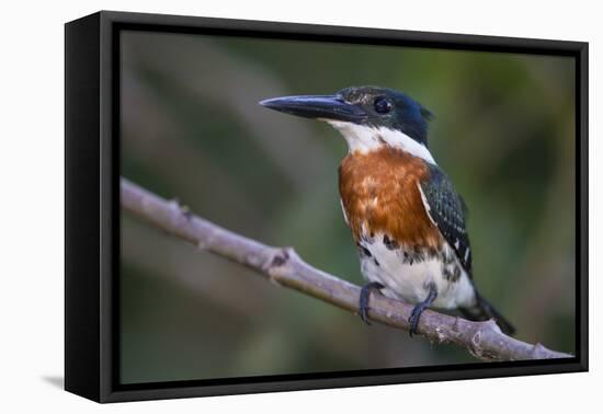 Brazil. A Green kingfisher in the Pantanal.-Ralph H. Bendjebar-Framed Premier Image Canvas