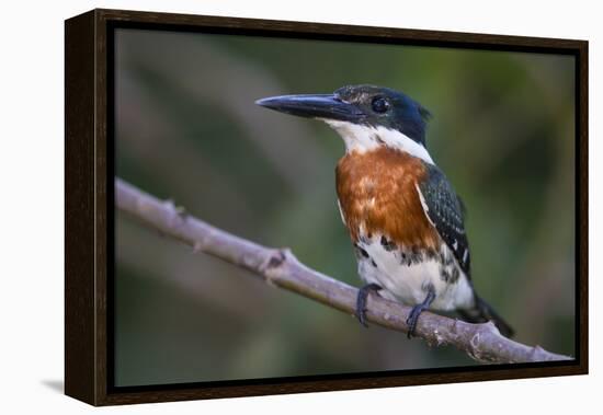 Brazil. A Green kingfisher in the Pantanal.-Ralph H. Bendjebar-Framed Premier Image Canvas