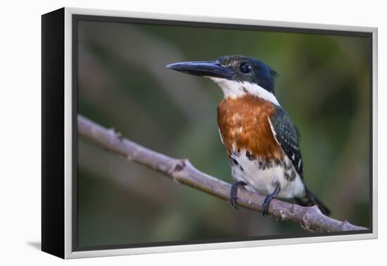 Brazil. A Green kingfisher in the Pantanal.-Ralph H. Bendjebar-Framed Premier Image Canvas