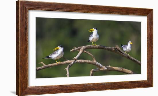 Brazil. A group of large-billed terns perches along the banks of a river in the Pantanal.-Ralph H. Bendjebar-Framed Photographic Print