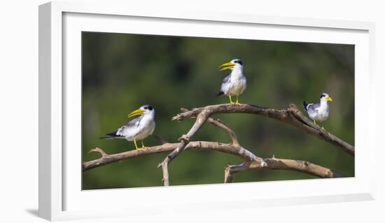Brazil. A group of large-billed terns perches along the banks of a river in the Pantanal.-Ralph H. Bendjebar-Framed Photographic Print