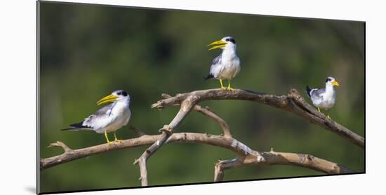 Brazil. A group of large-billed terns perches along the banks of a river in the Pantanal.-Ralph H. Bendjebar-Mounted Photographic Print