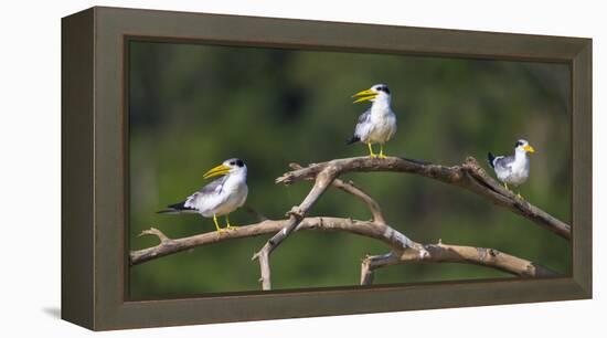 Brazil. A group of large-billed terns perches along the banks of a river in the Pantanal.-Ralph H. Bendjebar-Framed Premier Image Canvas