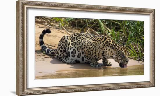 Brazil. A jaguar drinks along the banks of a river in the Pantanal.-Ralph H. Bendjebar-Framed Photographic Print