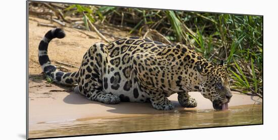 Brazil. A jaguar drinks along the banks of a river in the Pantanal.-Ralph H. Bendjebar-Mounted Photographic Print