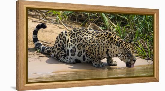 Brazil. A jaguar drinks along the banks of a river in the Pantanal.-Ralph H. Bendjebar-Framed Premier Image Canvas