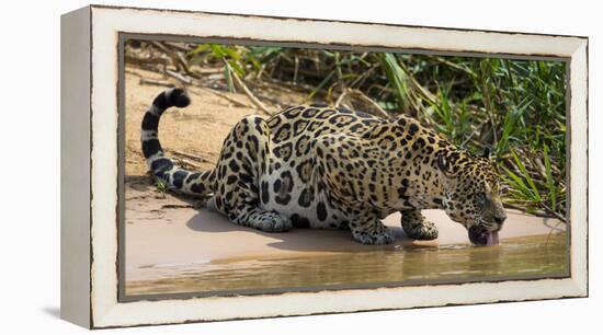 Brazil. A jaguar drinks along the banks of a river in the Pantanal.-Ralph H. Bendjebar-Framed Premier Image Canvas