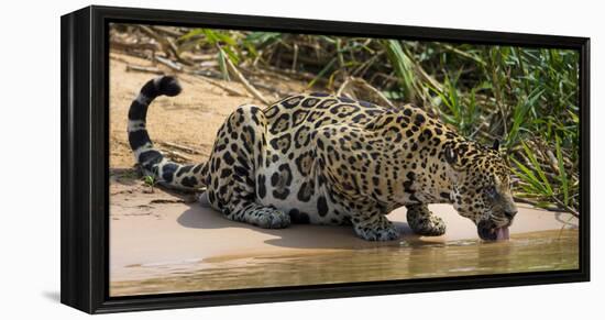 Brazil. A jaguar drinks along the banks of a river in the Pantanal.-Ralph H. Bendjebar-Framed Premier Image Canvas