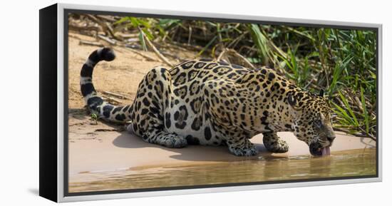 Brazil. A jaguar drinks along the banks of a river in the Pantanal.-Ralph H. Bendjebar-Framed Premier Image Canvas