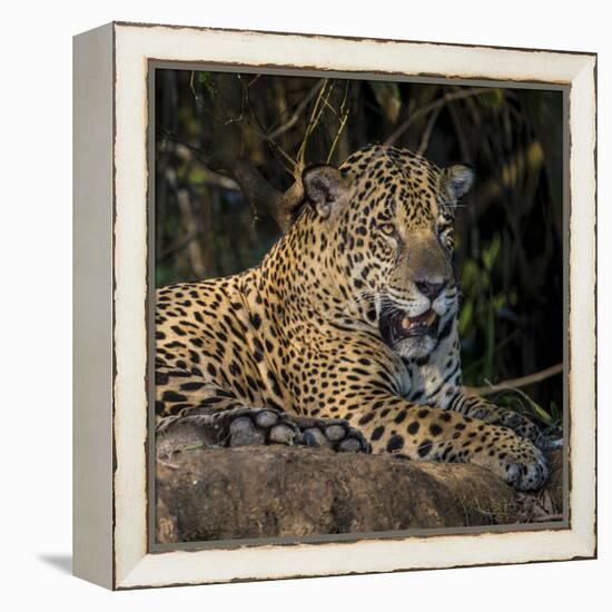 Brazil. A jaguar rests along the banks of a river in the Pantanal.-Ralph H. Bendjebar-Framed Premier Image Canvas