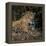 Brazil. A jaguar rests along the banks of a river in the Pantanal.-Ralph H. Bendjebar-Framed Premier Image Canvas