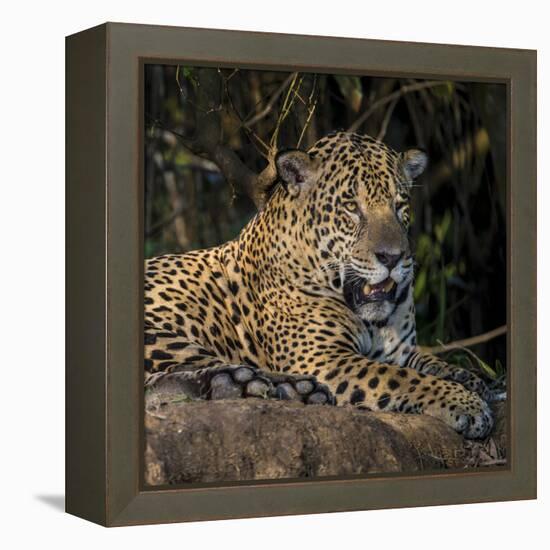 Brazil. A jaguar rests along the banks of a river in the Pantanal.-Ralph H. Bendjebar-Framed Premier Image Canvas