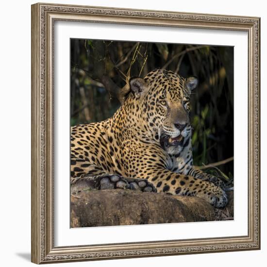 Brazil. A jaguar rests along the banks of a river in the Pantanal.-Ralph H. Bendjebar-Framed Photographic Print