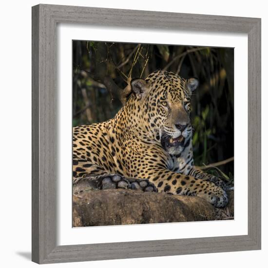 Brazil. A jaguar rests along the banks of a river in the Pantanal.-Ralph H. Bendjebar-Framed Photographic Print