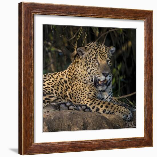 Brazil. A jaguar rests along the banks of a river in the Pantanal.-Ralph H. Bendjebar-Framed Photographic Print