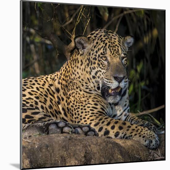 Brazil. A jaguar rests along the banks of a river in the Pantanal.-Ralph H. Bendjebar-Mounted Photographic Print