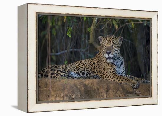 Brazil. A jaguar rests along the banks of a river in the Pantanal.-Ralph H. Bendjebar-Framed Premier Image Canvas