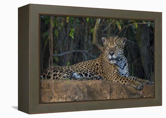 Brazil. A jaguar rests along the banks of a river in the Pantanal.-Ralph H. Bendjebar-Framed Premier Image Canvas