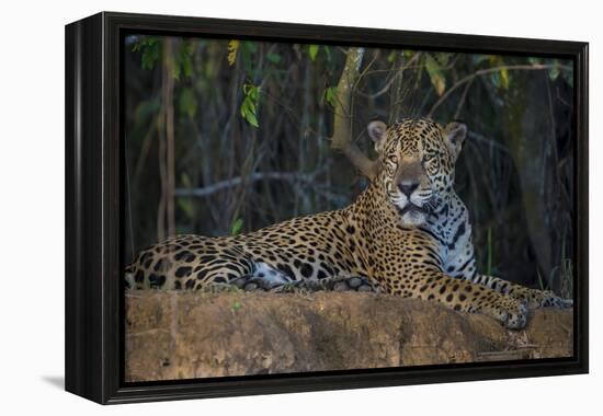 Brazil. A jaguar rests along the banks of a river in the Pantanal.-Ralph H. Bendjebar-Framed Premier Image Canvas