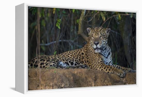 Brazil. A jaguar rests along the banks of a river in the Pantanal.-Ralph H. Bendjebar-Framed Premier Image Canvas