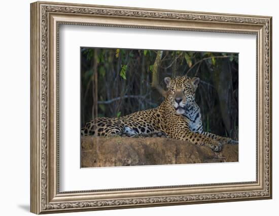 Brazil. A jaguar rests along the banks of a river in the Pantanal.-Ralph H. Bendjebar-Framed Photographic Print