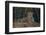 Brazil. A jaguar rests along the banks of a river in the Pantanal.-Ralph H. Bendjebar-Framed Photographic Print