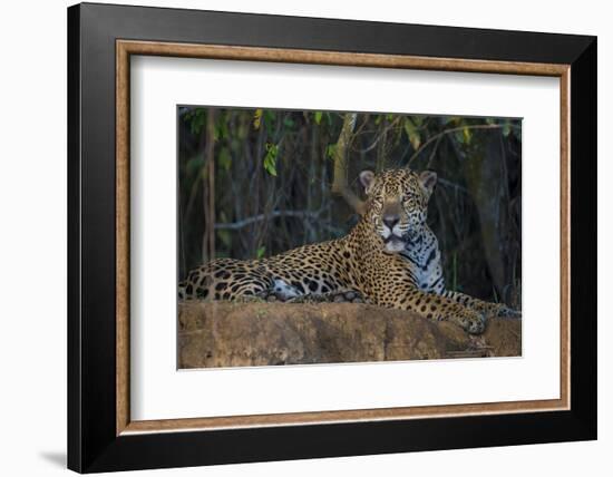 Brazil. A jaguar rests along the banks of a river in the Pantanal.-Ralph H. Bendjebar-Framed Photographic Print