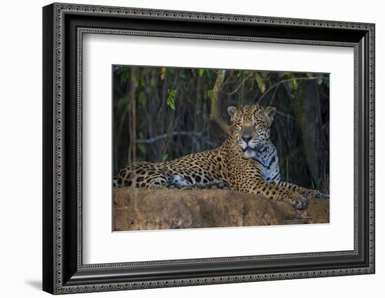 Brazil. A jaguar rests along the banks of a river in the Pantanal.-Ralph H. Bendjebar-Framed Photographic Print