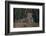 Brazil. A jaguar rests along the banks of a river in the Pantanal.-Ralph H. Bendjebar-Framed Photographic Print