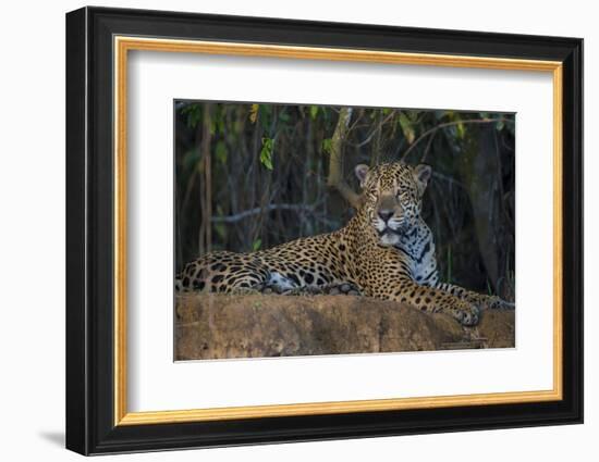 Brazil. A jaguar rests along the banks of a river in the Pantanal.-Ralph H. Bendjebar-Framed Photographic Print